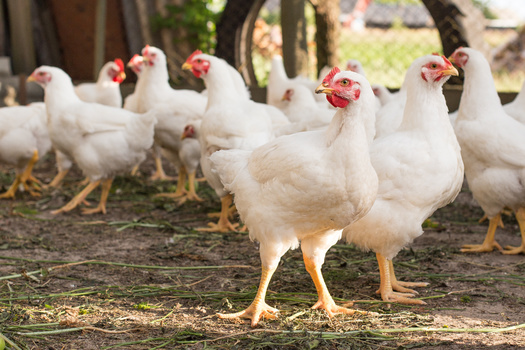 In 2021, around 132.3 million tons of poultry meat were consumed worldwide, making it the most consumed type of meat globally. Pork came in second, followed by beef and veal, according to Statista. (Adobe Stock)