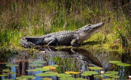 The most iconic species that resides in the Okefenokee National Wildlife Refuge may be the American alligator. An estimated 15,000 alligators live in the refuge area. (Wildspaces/Adobe Stock)