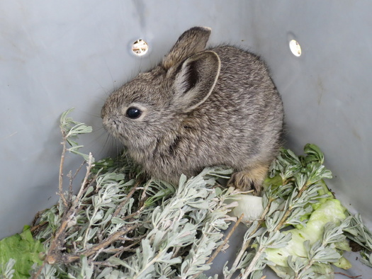 The pygmy rabbit has lost large chunks of its sagebrush habitat in recent decades. (randimal/Adobe Stock)