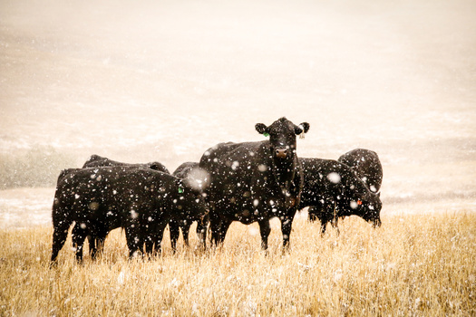 Ranchers say imported beef hurts the market in the United States from local producers. (Laura/Adobe Stock)
