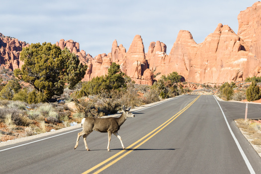 Utah Division of Wildlife Resources and Department of Transportation studies have shown a 90% reduction in wildlife-vehicle collisions when there is a crossing structure or fence in an area. (Adobe Stock)