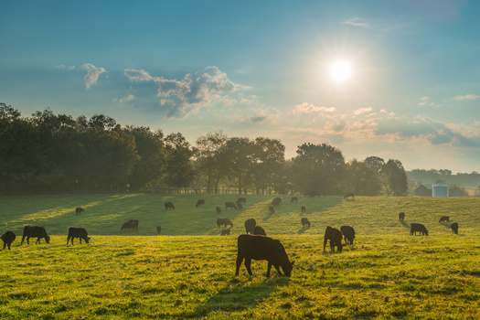 Country Natural Beef ranchers are in nine western states covering more than 6.5 million acres of land.  (Patrick Jennings/Adobe Stock)