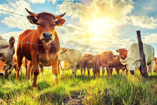 Mexico and Canada are the largest importers of meat into the United States, but other countries such as Brazil, Australia and Japan sell significant amounts of beef, pork and lamb here, as well. (Grecaud Paul/Adobe Stock)