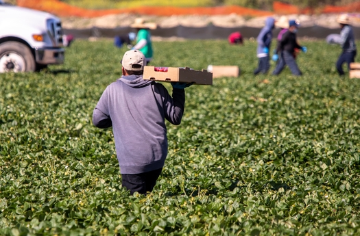 Statistics show more than 90,000 U.S. farmworkers contracted the COVID virus, and at least 100 died during the pandemic. (Adobe Stock)