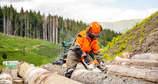 Some products to come under the purview of a new bill to create transparency with companies contracting with New York State include timber, pulp, paper, palm oil, soy and livestock. (Adobe Stock)