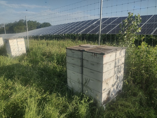 Beekeepers are positioning hives adjacent to fields planted in clover and grasses, which grow better in the shadow of solar panels than traditional row crops. (Photo courtesy Joel Fassbinder)