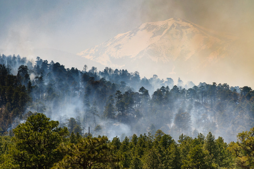 The Nature Conservancy says the most extensive study to date assessed regeneration of eight major tree conifer species after 334 wildfires across the West, using information from more than 10,000 field plots. (Adobe Stock)