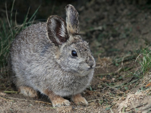 The pygmy rabbit was first proposed for listing under the Endangered Species Act in 1991 and then re-petitioned in 2003. (Adobe Stock)