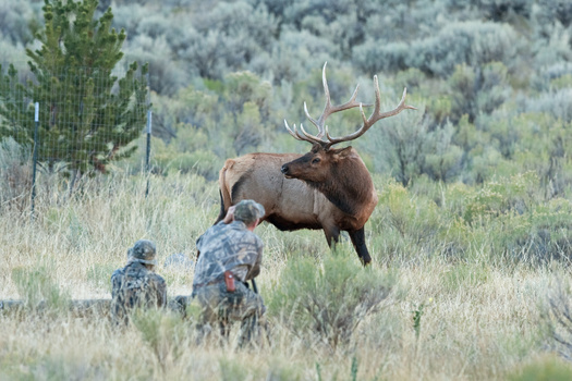 An increase in hunting has pushed some elk off public lands and onto private lands. (prochym/Adobe Stock)