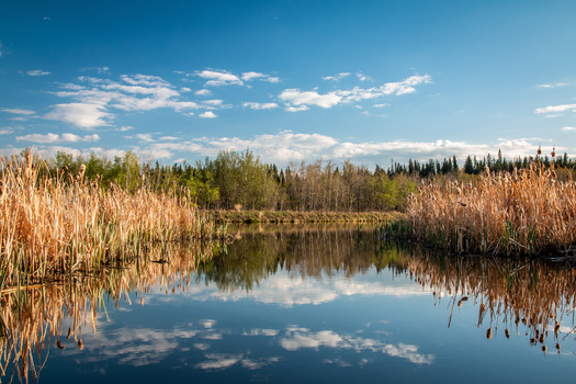 Wetlands are areas where water covers the soil, or is present at or near the surface of the soil, all year or for varying periods of time, including during the growing season, according to the U.S. Environmental Protection Agency. (Adobe Stock)