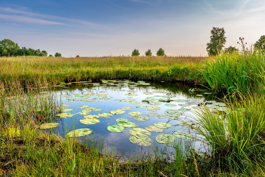 Wetlands are areas where water covers the soil, or is present at or near the surface of the soil all year or for varying periods of time, including during the growing season, according to the U.S. Environmental Protection Agency. (Adobe Stock)