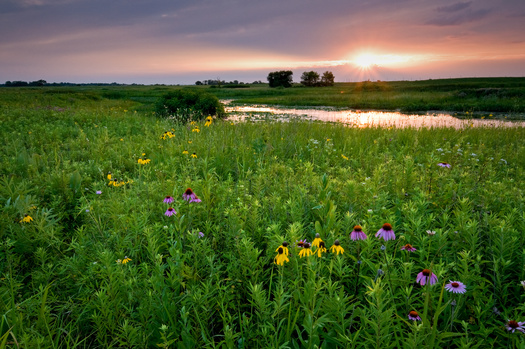 Wetlands are areas where water covers the soil, or is present at or near the surface of the soil all year or for varying periods of time, including during the growing season, according to the U.S. Environmental Protection Agency. (Adobe Stock)