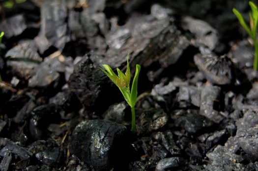 In 2020 alone, U.S. Bureau of Land Management field offices purchased nearly 1.5 million pounds of seed to use in areas affected by wildfires. (Julia/Adobe Stock)