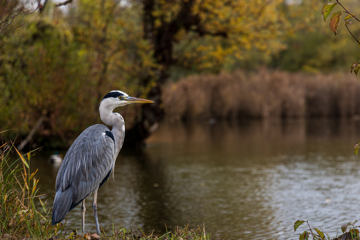 The Gila National Forest and Wilderness boasts more than 100 bird species including seasonal, year-round and migratory birds. (JuanCarlosGonzlez/AdobeStock)