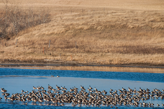 The Prairie Potholes region is considered some of the most important waterfowl habitat in North America. (DeVane/Adobe Stock)