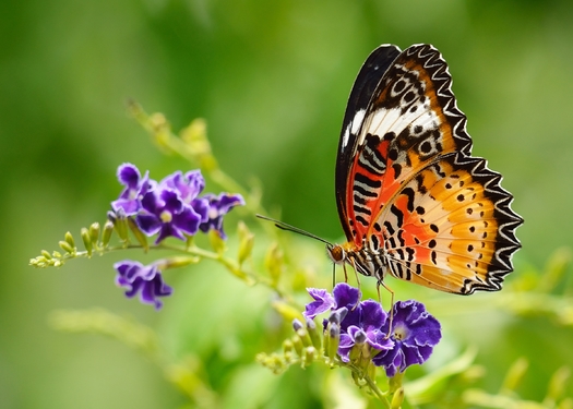 A project to reclaim empty and abandoned lots across Detroit has brought a host of native plants and animals to communities across the city. (amphiphan/Adobe Stock)