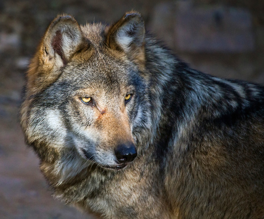 According to the U.S. Fish and Wildlife Service, the Mexican gray wolf is the rarest subspecies of gray wolf in North America. (Adobe Stock) 