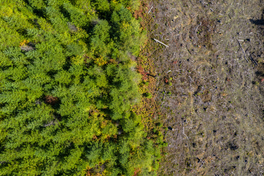 Forest fragmentation and the creation of new forest 