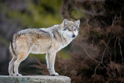 At least 59 Mexican gray wolf packs were documented in 2022; 40 in New Mexico and 19 in Arizona. A wolf pack is defined as two or more wolves that maintain an established home range. (Adobe Stock) 