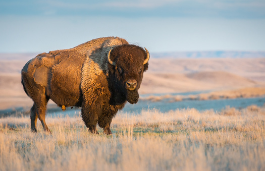 Going back generations, many Indigenous cultures developed strong ties with bison and relied upon them for sustenance, shelter, and cultural and religious practices. (Adobe Stock)