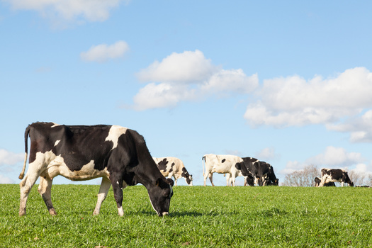 Beyond improving soil and farm animal health, agriculture researchers say managed grazing also provides good habitat for pollinators and wildlife. (Adobe Stock)