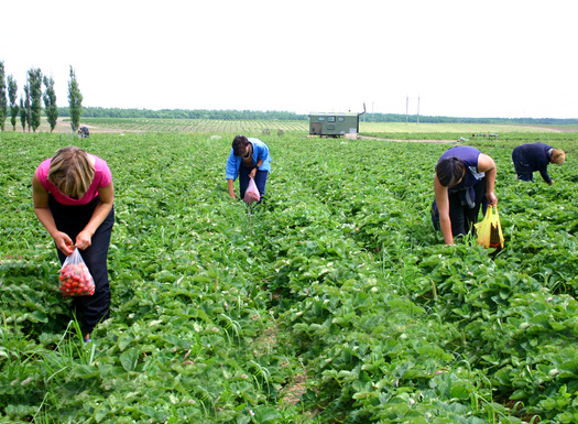 According to USDA Economic Research Service, the number of U.S. agricultural workers on H-2A visas rose from under 50,000 in 2005 to more than 250,000 in 2021. Their average wage in 2021 was $13.00 an hour for just over 39 hours per week. (Photo credits: Alex/Adobe Stock)