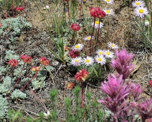 As Fires Damage ID Plants Report Finds Native Seed Supply Insufficient /  Public News Service