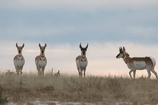 New Mexico's newly created permanent conservation fund is modeled after a trust established by the Wyoming Legislature in 2005. (RustyDodson/Adobe Stock)