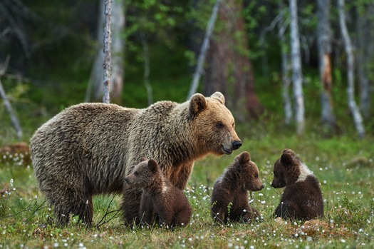 The current rate of species going extinct is estimated to be 100 to 1,000 times higher than natural background extinction rates, and is accelerating because of human activity including unsustainable use of land, water and energy use, and climate change. (Lucaar/Adobe Stock)