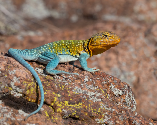 More than 1,600 U.S. species are already listed under the federal Endangered Species Act, including 37 species in Arkansas. (David McGowen/AdobeStock)
