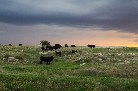 In the spring of 2022, the May family ranch five miles east of Lamar faced a devastating wildfire that threatened livestock and wildlife on lands preserved through conservation easement with Colorado Cattlemens Agricultural Land Trust in 2015. (Dallas and Brenda May)
