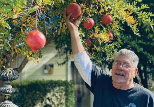 Healdsburg resident Brad Simmons relies on the city's supply of free recycled wastewater to keep his small orchard of fruit trees verdant. (Naoki Nitta)