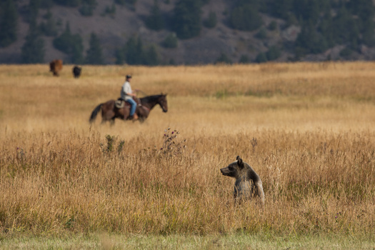 A bill in the Montana Legislature would give livestock owners leeway to determine when a grizzly bear is considered a threat. (Ben/Adobe Stock)