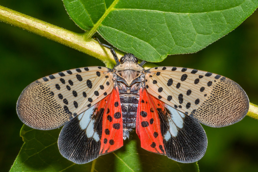 The Spotted lanternfly is native to China and was first spotted in Pennsylvania in September 2014. They are invasive and can be spread long distances by people who move infested material or items containing egg masses. (ondreicka/Adobe Stock)