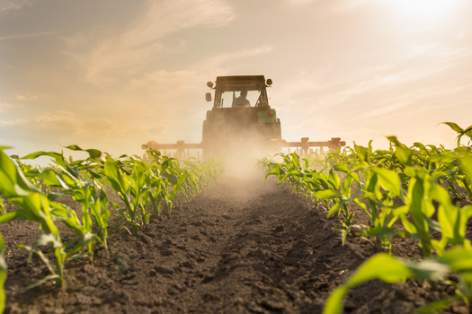 Agriculture accounts for about 60% of the land area in Georgia, according to the USDA's Natural Resources Conservation Service.  (Budimir Jevtic/Adobe Stock)