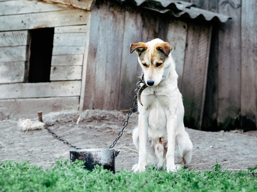 Animal protection groups say warning signs of pet maltreatment can include dogs or cats left in yards chained up, looking dirty and in need of food and water. (Adobe Stock)