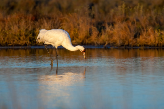 The Whooping Crane -- the tallest bird in North America -- is known to make stopovers on the Platte River in Nebraska.  Conservation efforts have increased the Whooping Crane population from a low of about 20 birds in the 1940s to an estimated 600 today. (Adobe Stock)