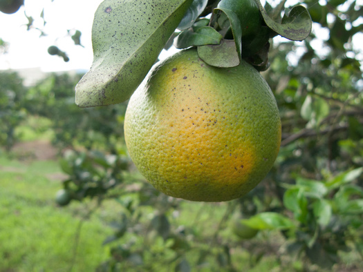 Plants and plant material can spread the citrus greening disease infection even if no psyllids are visible, according to the state. (Ellen/Adobe Stock)