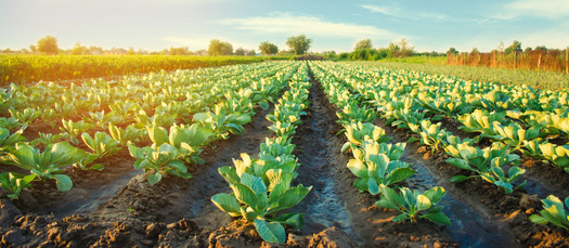 Farmland makes up about 8.3 million acres in North Carolina, and agriculture employs one in six people in the state. (Andrii Yalanskyi/Adobe Stock)