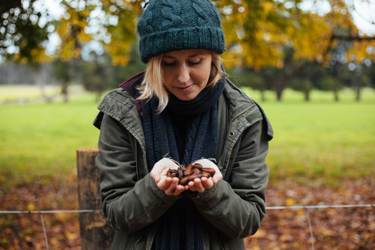 New Mexico, one of 14 U.S. states that grows pecans, is the second-largest world producer of the hickory tree nut. (AmandaHarris/Adobe Stock)