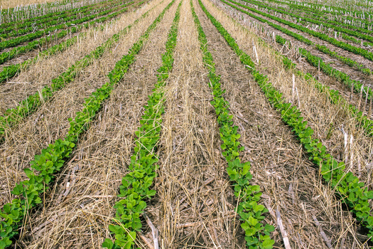 Among many benefits, cover crops remove carbon dioxide from the atmosphere and help make soil more resilient to a changing climate. (Adobe Stock)