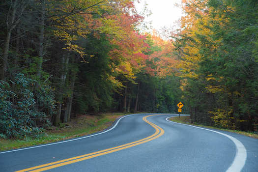Research shows West Virginia's Corridor H highway could potentially impact threatened and endangered species such as the West Virginia flying squirrel. (Adobe Stock)