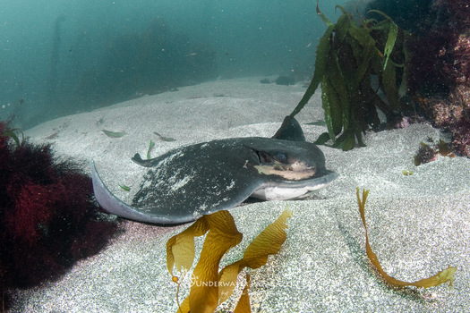 The bat ray is one of the species often caught, killed and thrown overboard as bycatch by fishing crews using gillnets. (Jami Feldman/Underwater Paparazzi)