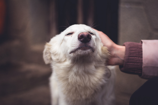 Advocates for homeless pets say the best place for these animals is in a home with loving owners. (eight8/Adobe Stock)