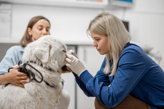 A tick must be attached for 36 to 48 hours to transmit the Lyme bacteria. (Adobe Stock)