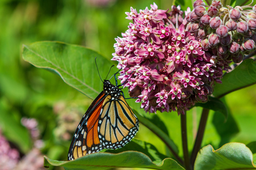 Eleven species of native milkweed (Asclepias) can be found in Pennsylvania. (Paul/AdobeStock)