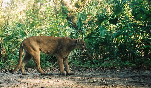 Florida panthers are the larger of Florida's two native cat species, the other being bobcats. Panthers are listed as endangered under the federal Endangered Species Act. (U.S. Fish and Wildlife Service/Wikimedia Commons)