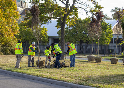 Urban forestry crews across the United States are choosing hardier tree species more likely to withstand stressors linked to climate change. (Cokko Swain/American Forests)