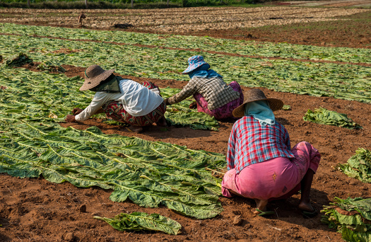 The majority of North Carolina farmworkers are not covered by workers' compensation. (Adobe Stock)