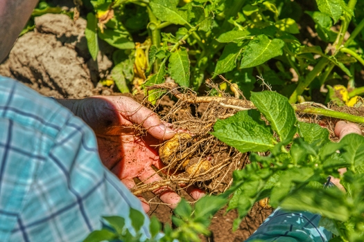 Potato farming practices have not changed much in many decades. (John Finnell)